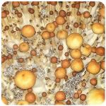 Псилоцибиновые (галлюциногенные)  грибы Psilocybin "Golden Teacher" в Хотьково