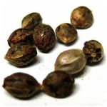 Семена марихуаны АК-47  (Seeds AK-47) в Хотьково